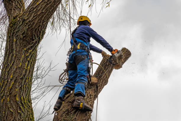 The Steps Involved in Our Tree Care Process in Triangle, VA